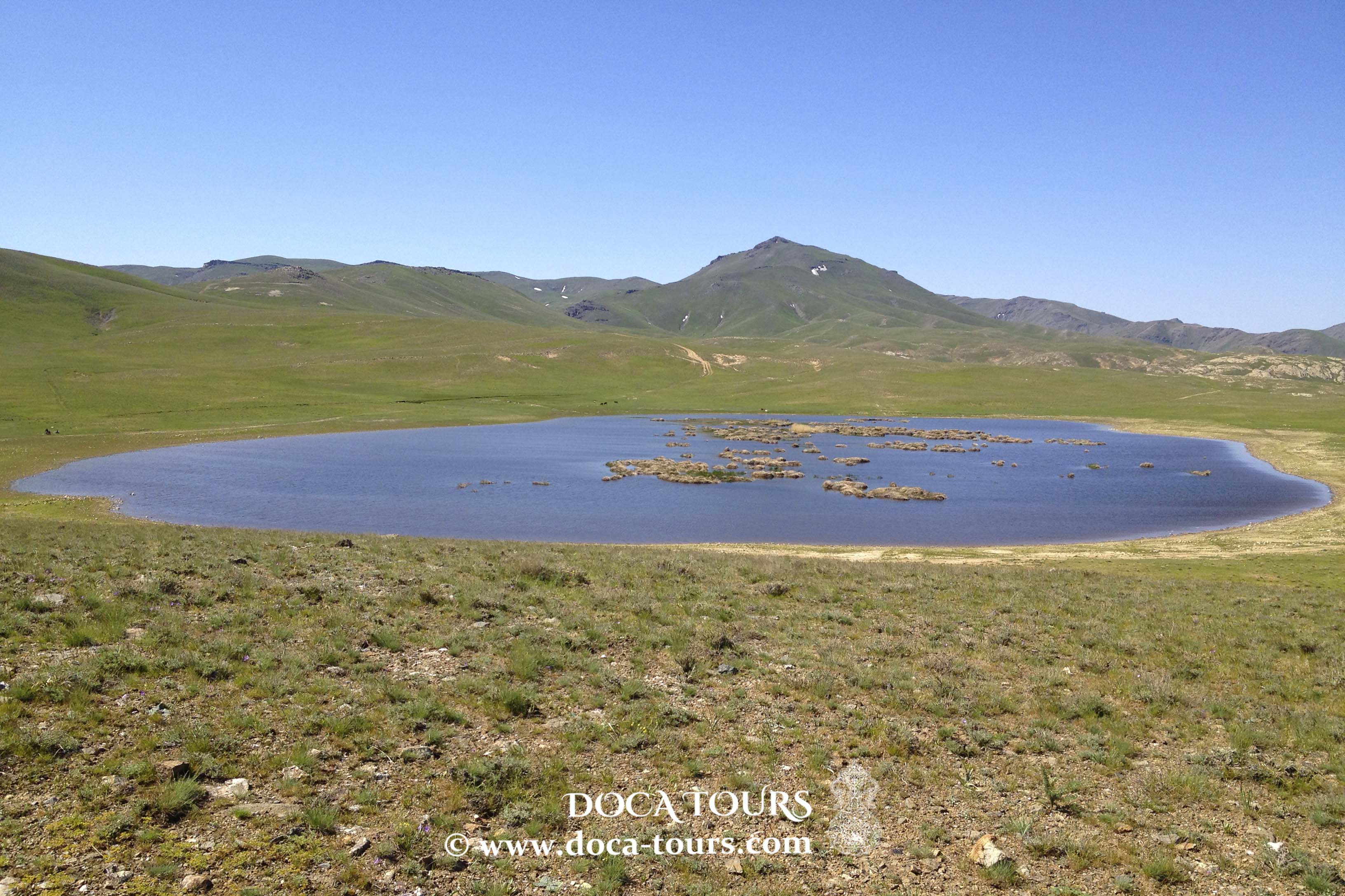 Mountain and Oasis Blooms